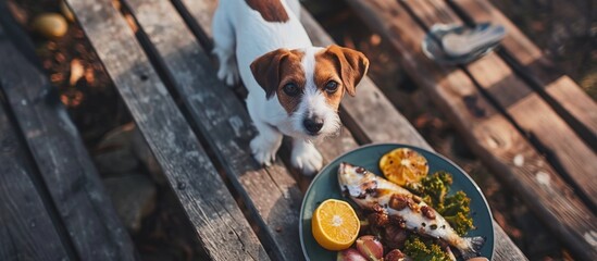 A jack russell terrier dog beside a plate of marinated fish outdoors, viewed from above.