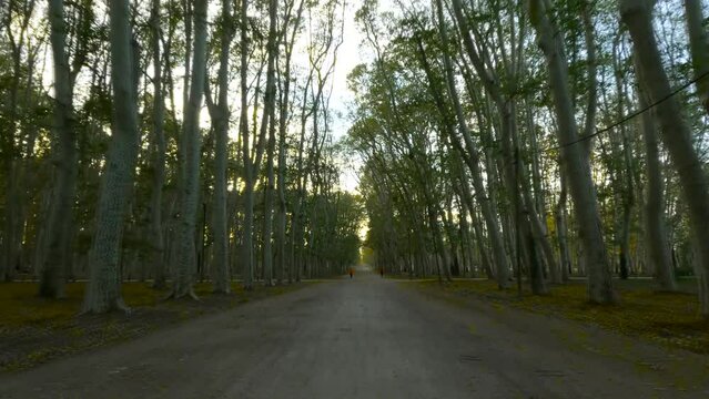 Hyperlapse, path in Platans trees on park at sunset, Evening Light, Parque de la Devesa de Girona, Spain