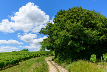Fototapeta na wymiar The hiking paths in the middle of the green vineyards in Europe, in France, in Burgundy, in Nievre, in Pouilly sur Loire, towards Nevers, in summer, on a sunny day.