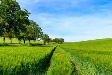 Wheat fields in the countryside in Europe, in France, in Burgundy, in Nievre, towards Clamecy, in...