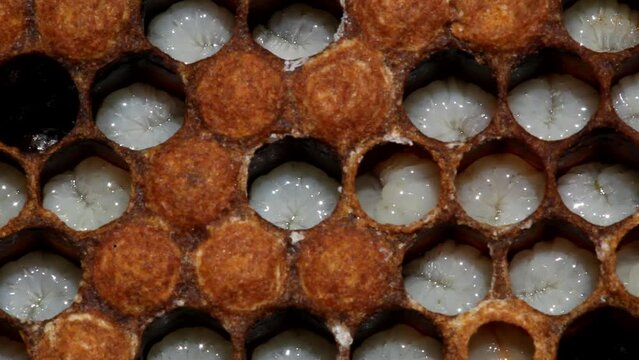 Bee Larvae Moving in Cells
