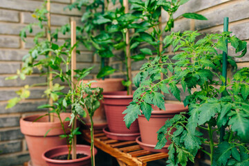 Tomato plant leaves growing on ceramic pots on a vegetable garden in balcony of town apartment. Urban sustainable organic garden concept.