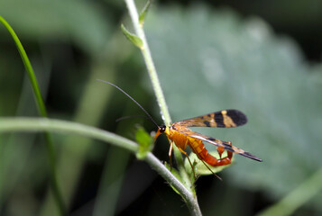 森の葉の上に交尾器を上げるベッコウシリアゲのオス（マクロレンズ使用・ストロボ＋自然光・接写写真
