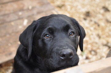 Fototapeta premium Black and golden Labrador dogs