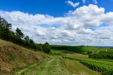 The green vineyards in Europe, in France, in Burgundy, in Nievre, in Pouilly sur Loire, towards Nevers, in summer, on a sunny day.