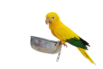 golden parakeet parrot isolated on white background with clipping path.