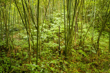 A path in the tropical jungle, Asia, Vietnam, Tonkin, Sapa, towards Lao Cai, in summer, on a cloudy day.