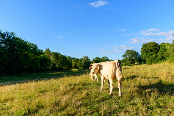 A traditional village old seaside resort in the middle of the countryside in Europe, France, Burgundy, Nievre, Saint-Honoré-les-Bains, towards Chateau Chinon, in summer on a sunny day.