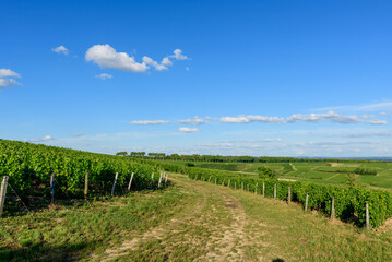 Fototapeta na wymiar The hiking paths in the middle of the green vineyards in Europe, in France, in Burgundy, in Nievre, in Pouilly sur Loire, towards Nevers, in summer, on a sunny day.