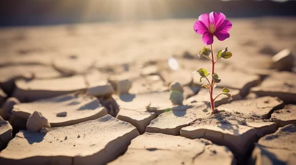Foto op Aluminium A single flower growing in a crack on the dirt in the desert  © Business Pics