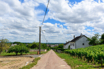 Fototapeta na wymiar A Roman road in the middle of green vineyards in Europe, in France, in Burgundy, in Nievre, in Pouilly sur Loire, towards Nevers, in summer, on a sunny day.