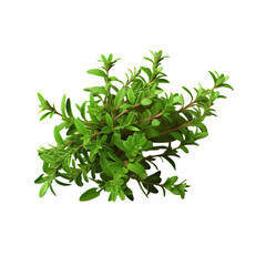 Obraz premium Fresh thyme isolated on transparent background