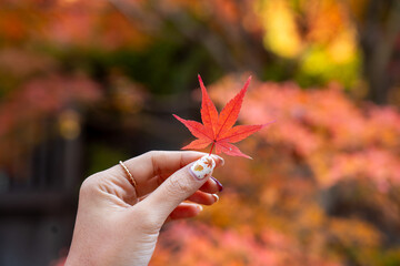 hand holding autumn leaves