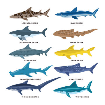 Set of different types of Sharks Collection, vector illustration isolated on white background, Underwater swimming marine creatures, sea fauna set, Zoology and biology educational fauna study poster.