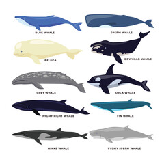 Set of different types of Whales Collection, vector illustration isolated on white background, Underwater swimming marine creatures, sea fauna set, Zoology and biology educational fauna study poster. © vesvocrea