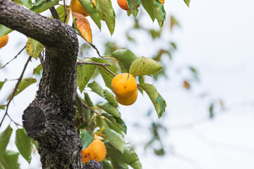Persimmon tree fruit. Diospyros Khaki