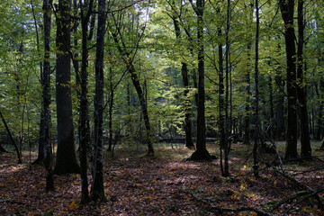 Autumnal deciduous stand with rotting wood