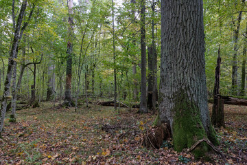 Autumnal deciduous stand with rotting wood