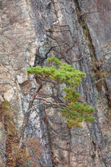 A tree growing on a mountain rock face. autumn scenery