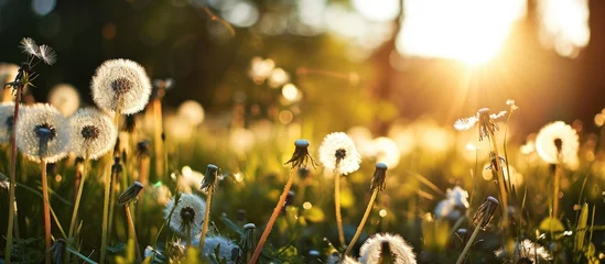 Fotobehang Blurred background of dandelions in spring field, with focus on sunlight. © AkuAku