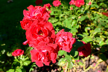 A traditional village old seaside resort in the middle of the countryside in Europe, France, Burgundy, Nievre, Saint-Honoré-les-Bains, towards Chateau Chinon, in summer on a sunny day.