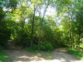 two paths to the right and left in the woods and you have to choose which is the right path to take