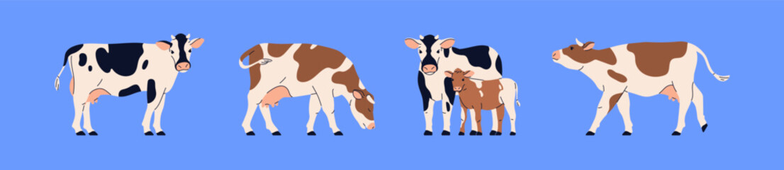 Milk dairy cows and calf set. Farm animal, bovine cattle, livestock with udder and spotted black and brown coat. Eating, walking, grazing, standing and looking. Isolated flat vector illustrations © Good Studio