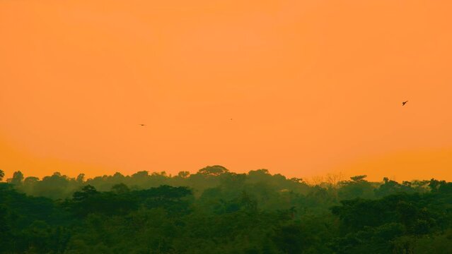 Amazing orange sunset over tropical rainforest, eagle birds soaring high in the sky. wide static shot