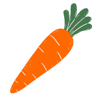 Carrot IIllustration