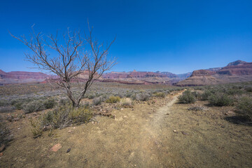 hiking the tonto trail in the grand canyon national park, arizona, usa