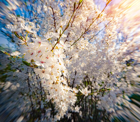 Blooming plum tree in the garden. Astonishing morning scene in April. Beautiful floral background....