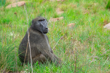 Pretty specimen of wild  baboon in the nature of South Africa