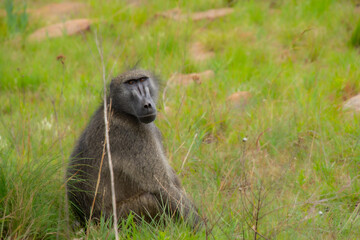 Pretty specimen of wild  baboon in the nature of South Africa