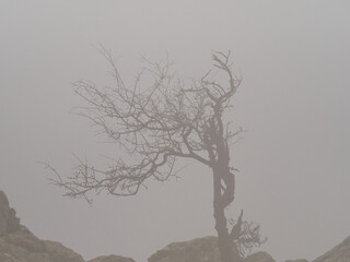 trees inconspicuous on a very foggy day.