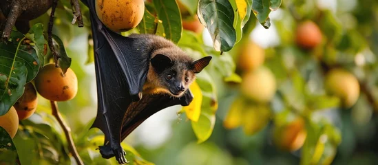 Foto op Plexiglas A bat hides under a mango tree during the day, using its wings to protect itself from enemies. It consumes fruits and insects at night. © AkuAku