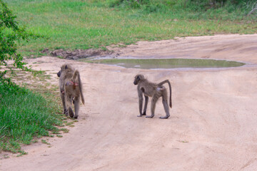 Pretty specimen of wild  baboon in the nature of South Africa