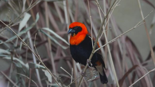 Euplectes orix sitting on a tree branch on a gray background