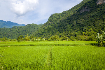 Fototapeta na wymiar The mountains around the green rice fields in the valley, Asia, Vietnam, Tonkin, towards Hanoi, Mai Chau, in summer, on a sunny day.