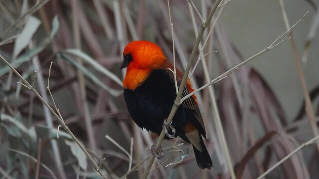 Euplectes orix sitting on a tree branch on a gray background