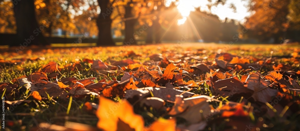 Poster Autumn leaves in a park represent the concept of nature.