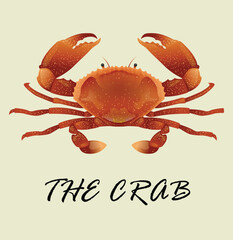 red crab on white background vector design