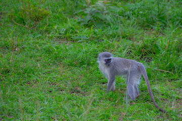 Pretty specimen of wild vervet monkey in the nature of South Africa