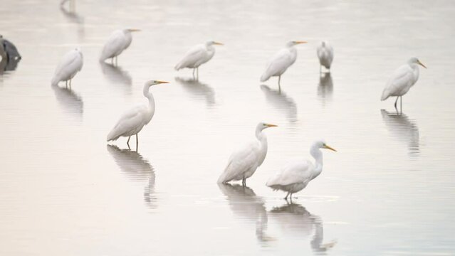 Group of Great egret in winter lake