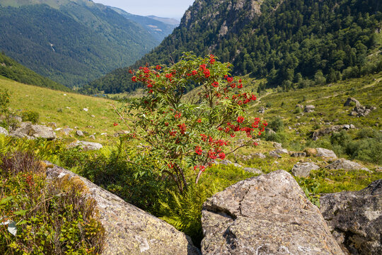 A tree with red flowers in the countryside in the mountains , Europe, France, Occitanie, Hautes-Pyrenees, in summer on a sunny day.