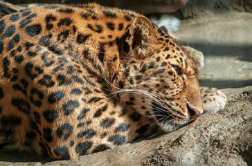 Leopard at the Erie Zoo
