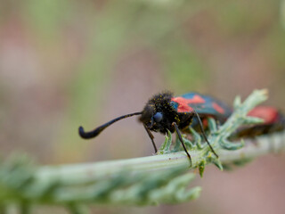 Black and red moths copulating on the stem of a plant. Zygaena sarpedon