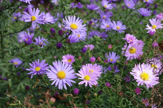 Violet and pink flowers of Michaelmas daisies in October