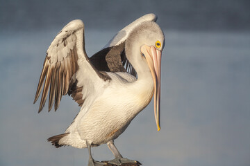 Australian Pelican (Pelecanus conspicillatus) perched on a pole and stretching its winges in sea...