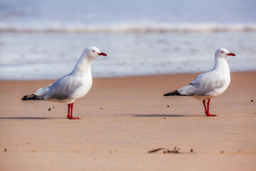 Two Silver Gulls (Chroicocephalus novaehollandiae) on a beach in Western Australia
