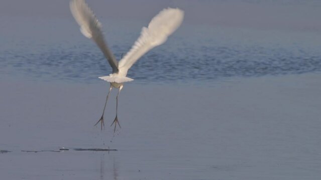Flying Great egret 
